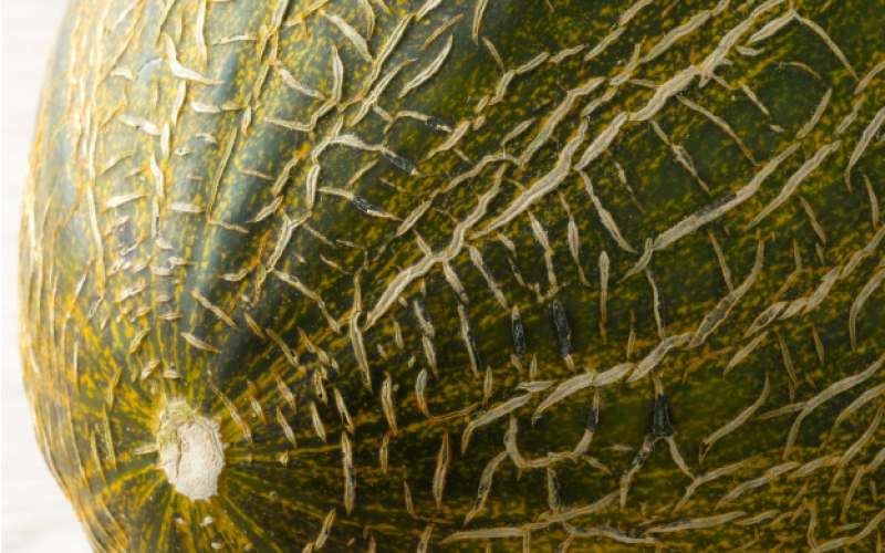 melon