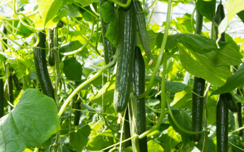 pepino1