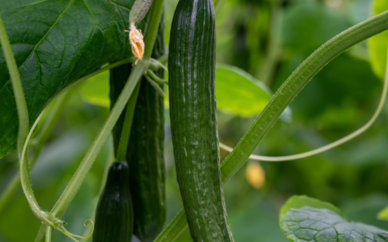 pepino2