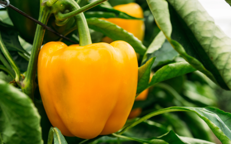 pimiento1