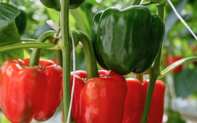 pimiento2