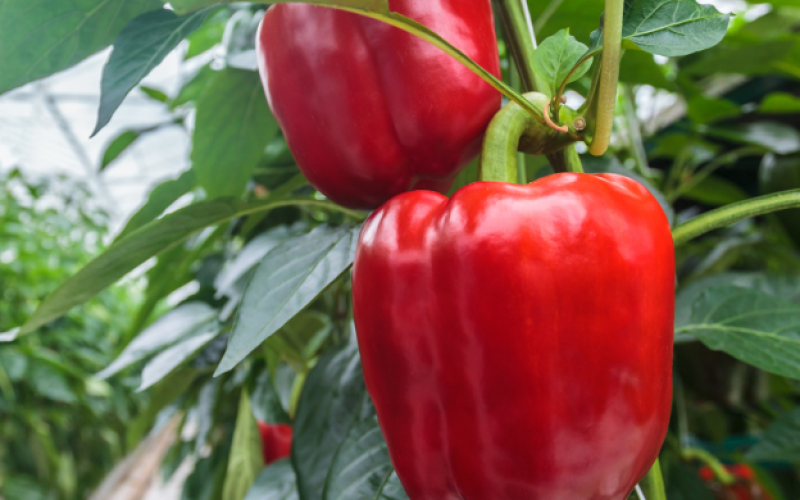 pimiento3