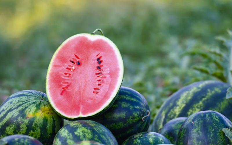 sandia1